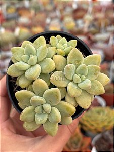 Echeveria cheesecake