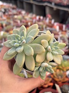 Echeveria cheesecake