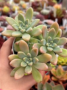Echeveria cheesecake