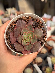 Echeveria parvati