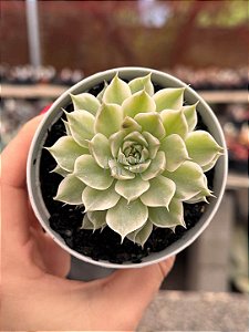 Graptoveria margareth reppin variegata