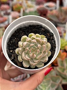 Graptoveria margareth reppin variegata