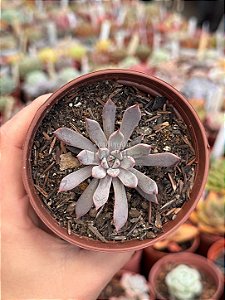 Echeveria xSpirita
