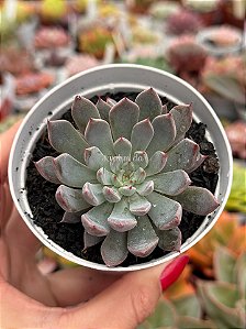 Echeveria xSpirita