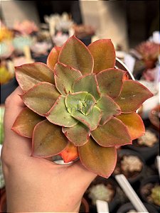 Echeveria firework