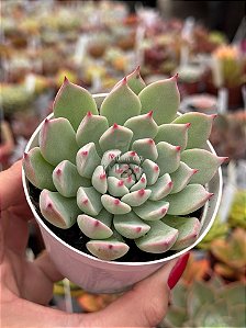 Echeveria chihuahuensis yecora