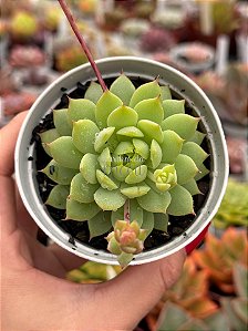 Echeveria concubine