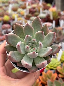 Echeveria pena