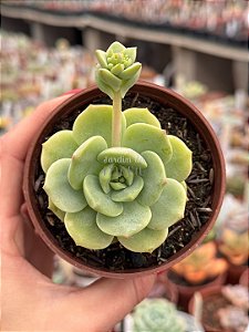 Echeveria pudgy