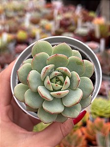 Echeveria pudgy korea