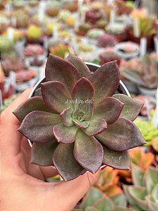 Echeveria moranii x xichuensis