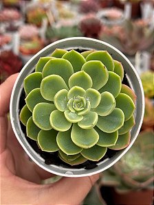 Echeveria hami melon