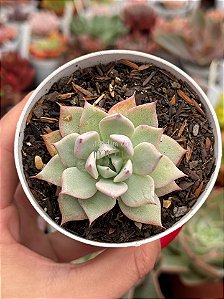 Echeveria larega