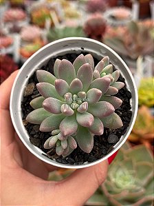 Pachyphytum stelar dew (NOVIDADE)