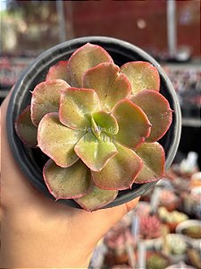 Echeveria chantilly variedade