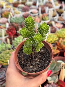 Crassula green pagoda