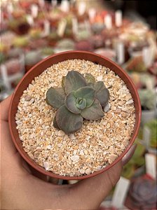 Echeveria suloa variegata