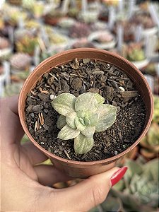 Echeveria suloa variegata