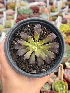 Aeonium snow girl