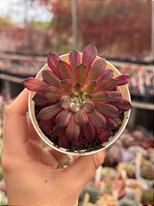 Aeonium snow girl