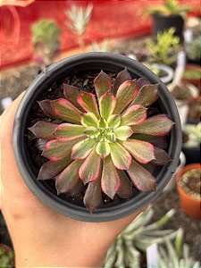 Aeonium snow girl