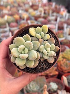 Graptosedum miul