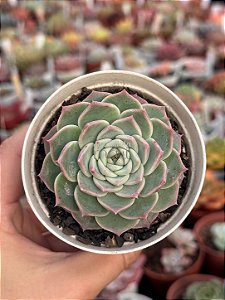 Echeveria red velvet