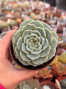 Echeveria red velvet