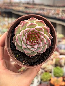 Echeveria red velvet