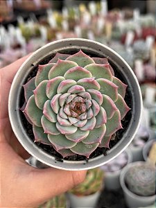 Echeveria red velvet