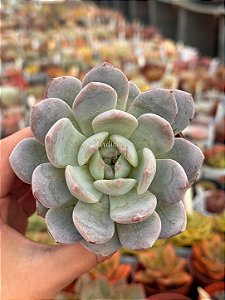 Echeveria monroe