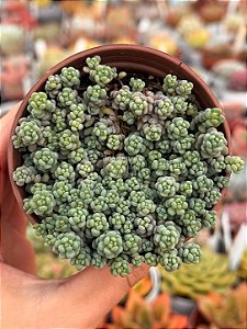 Sedum lilac moud