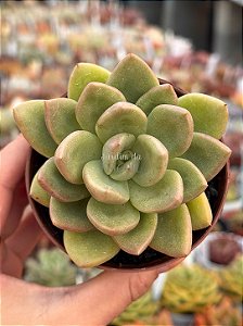 Echeveria avocado cream