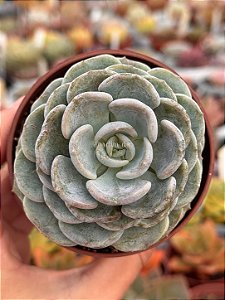 Echeveria cubic pagoda
