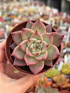 Echeveria honey pink