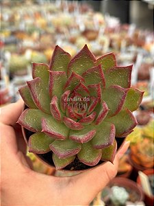 Echeveria red ebony
