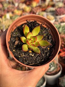 Echeveria red ebony