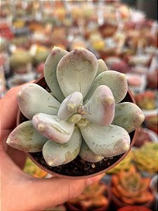 Pachyphytum glutinicaule