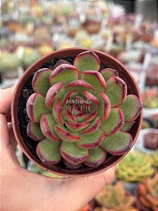 Echeveria puli lindsayana