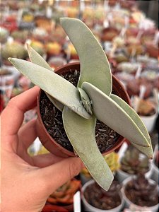 Crassula perfoliata var. falcata