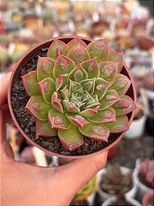 Echeveria longíssima com carunculas