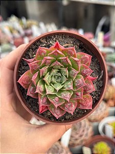 Echeveria longíssima com carunculas