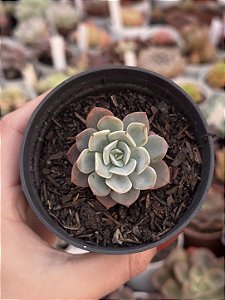 Echeveria Imbricata híbrida