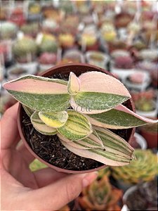Tradescantia sillamonata variegata