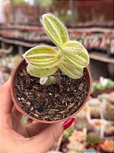 Tradescantia sillamonata variegata