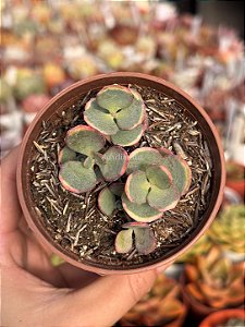 Sedum sieboldii variegata