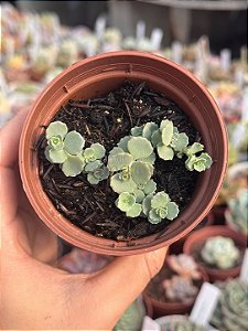 Sedum sieboldii
