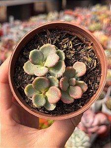 Sedum sieboldii