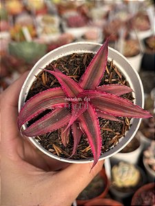 Estrela da terra (pink)