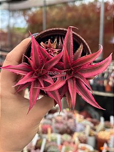 Estrela da terra (pink)